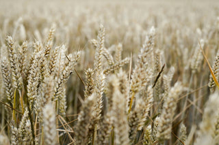 Oat